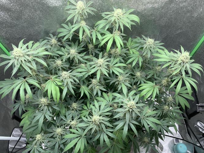 Jelly donutZzz fem. Week 13 - 7/6