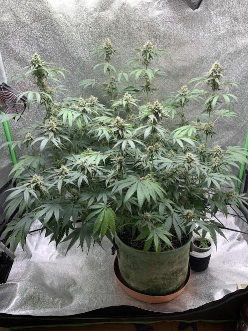 Grow Tent 120x60x150cm (4'x2'x5'). Week 13