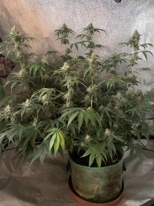 Grow Tent 120x60x150cm (4'x2'x5'). Week 13