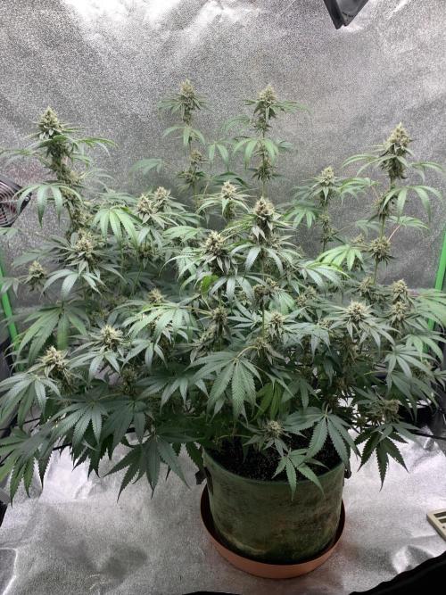 Grow Tent 120x60x150cm (4'x2'x5'). Week 13