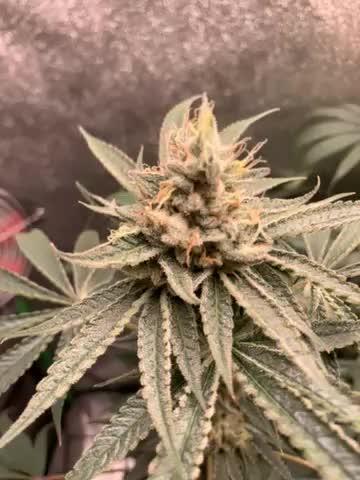 Grow Tent 120x60x150cm (4'x2'x5'). Week 14
