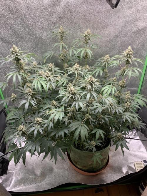 Jelly donutZzz fem. Week 14 - 15/7/26