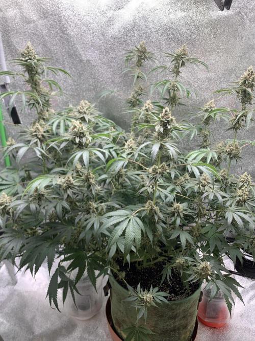 Grow Tent 120x60x150cm (4'x2'x5'). Week 14