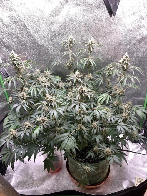Grow Tent 120x60x150cm (4'x2'x5'). Week 15