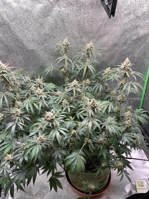Grow Tent 120x60x150 4x2x5. Week 15