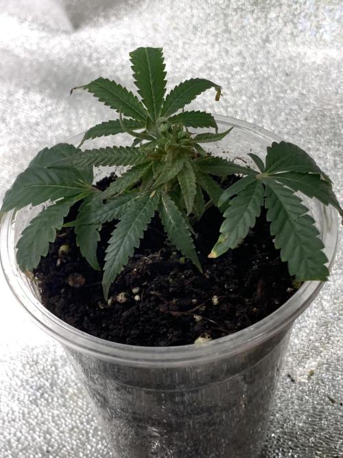 Jelly donutZzz fem. Week 15 - clone,day 30