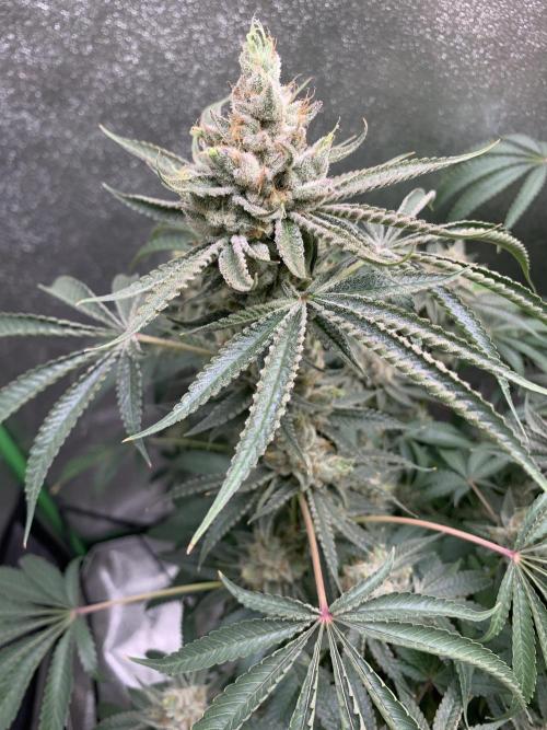 Jelly donutZzz fem. Week 15 - 25/7/26