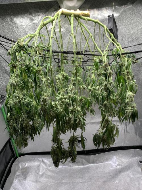 Jelly donutZzz fem. Week 16 - 28/7/26