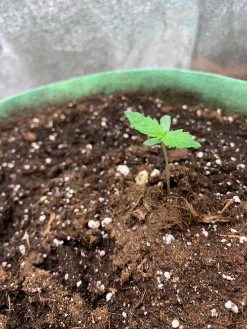 Gorilla Auto. Week 1 - 22/8