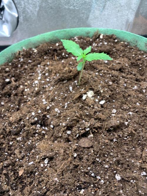 Gorilla Auto. Week 1 - 24/8