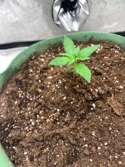Gorilla Auto. Week 2