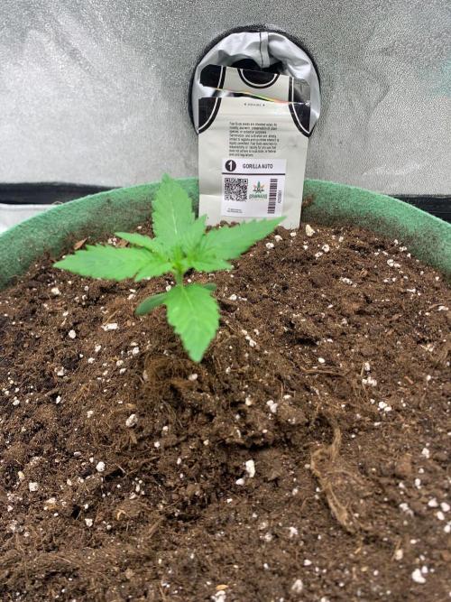 Gorilla Auto. Week 2