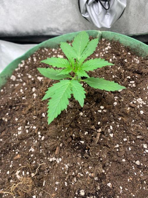 Gorilla Auto. Week 2