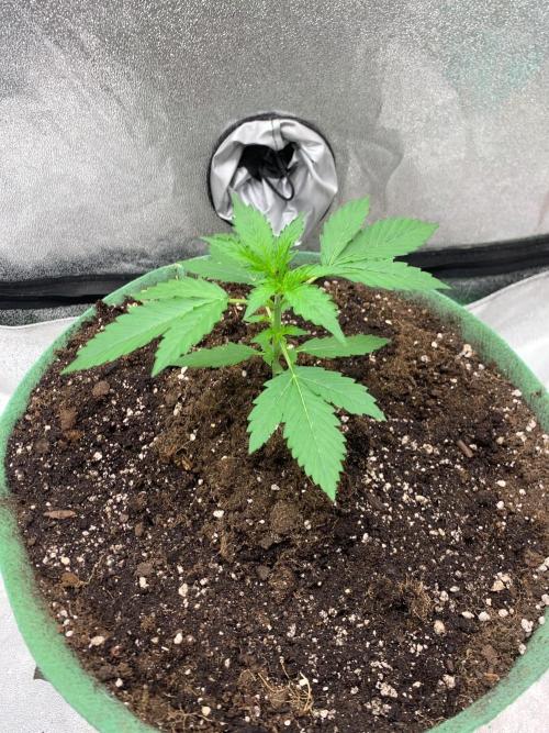 Gorilla Auto. Week 2