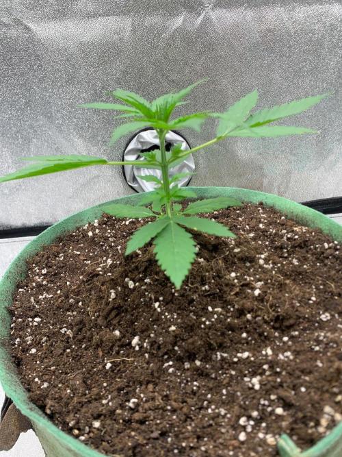 Gorilla Auto. Week 2
