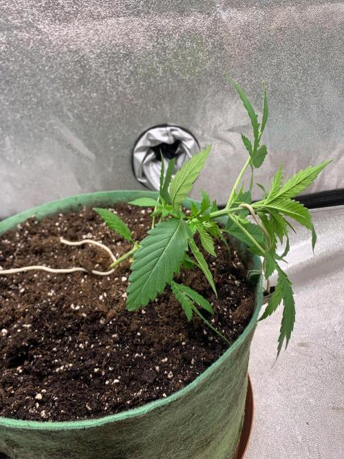 Gorilla Auto. Week 3