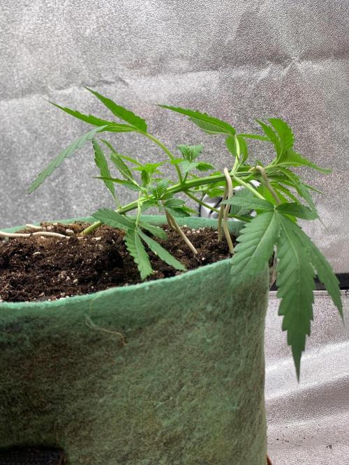 Gorilla Auto. Week 3