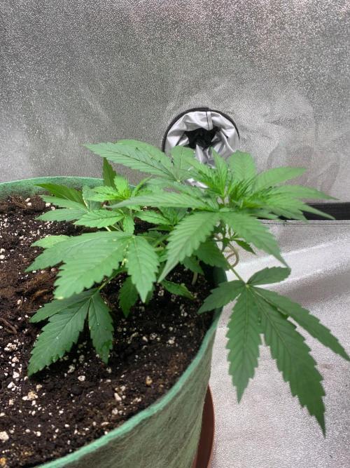 Gorilla Auto. Week 3 - 5/9