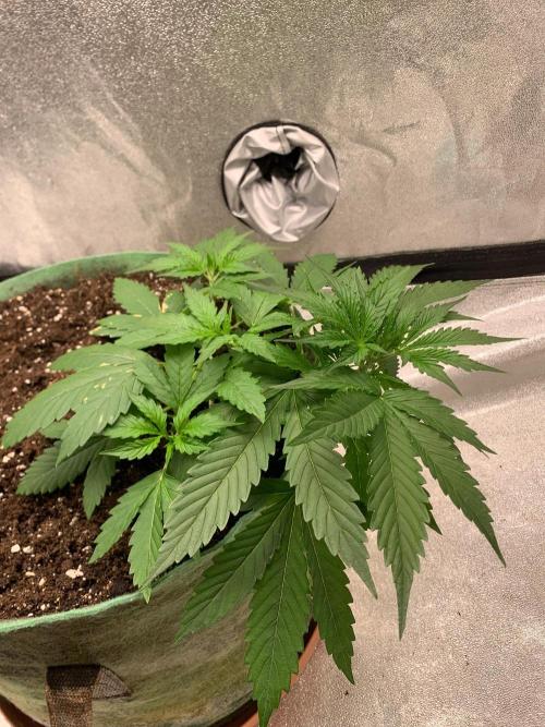 Gorilla Auto. Week 3 - 7/9/26