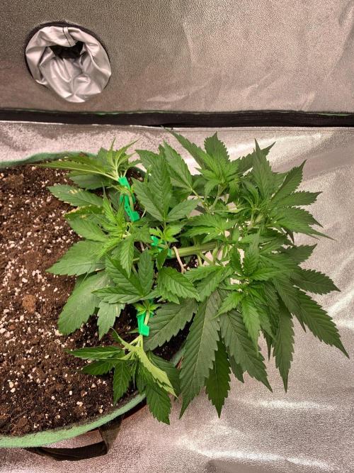 Gorilla Auto. Week 4