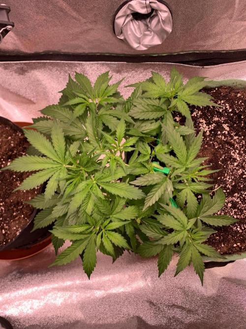 Gorilla Auto. Week 4