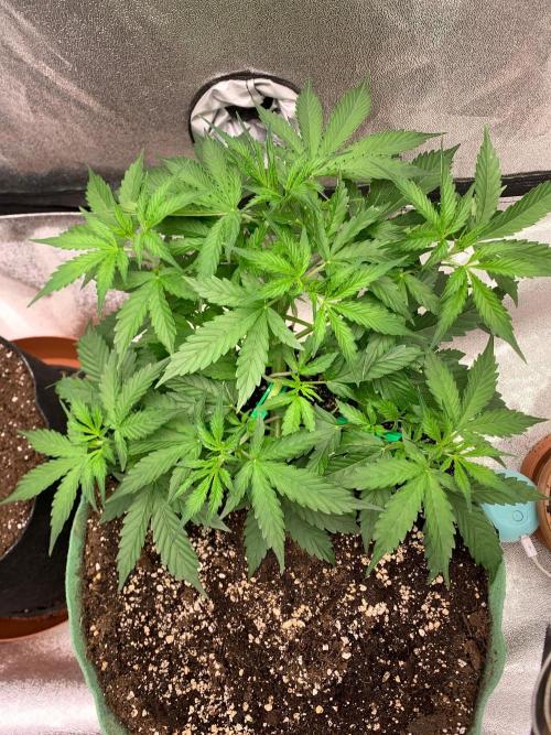 Gorilla Auto. Week 4
