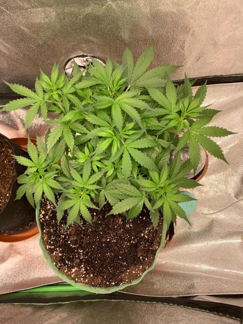 Gorilla Auto. Week 4