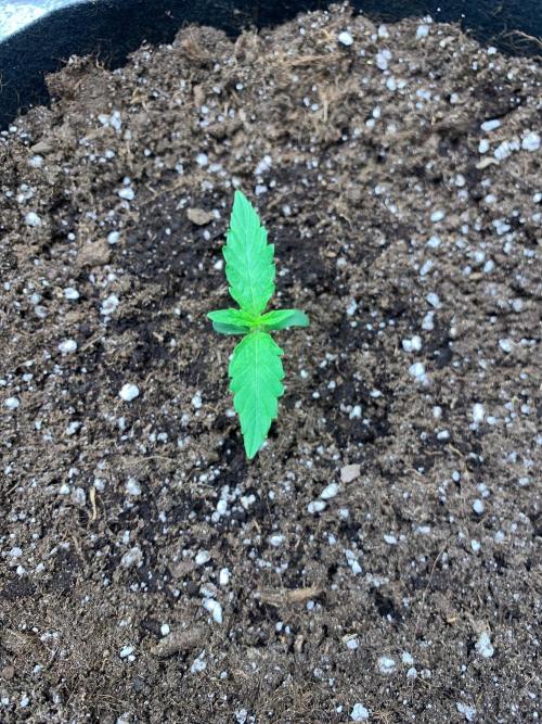 Grow Tent 120x60x150. Week 0