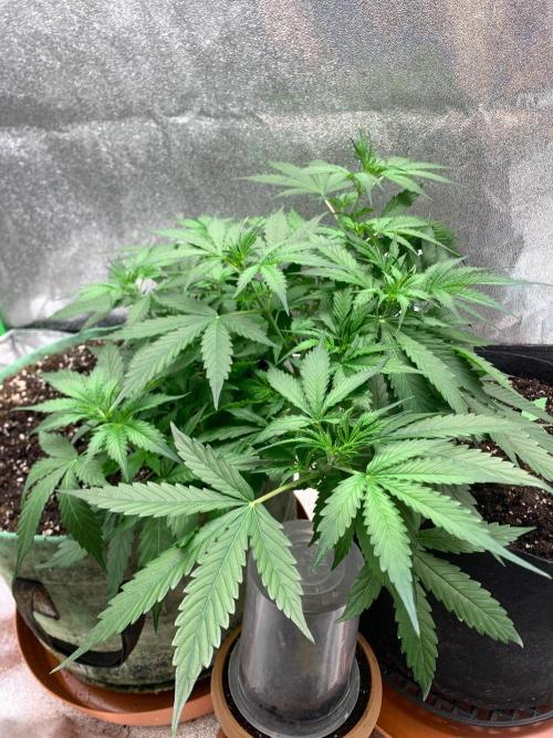 Gorilla Auto. Week 5 - 16/9