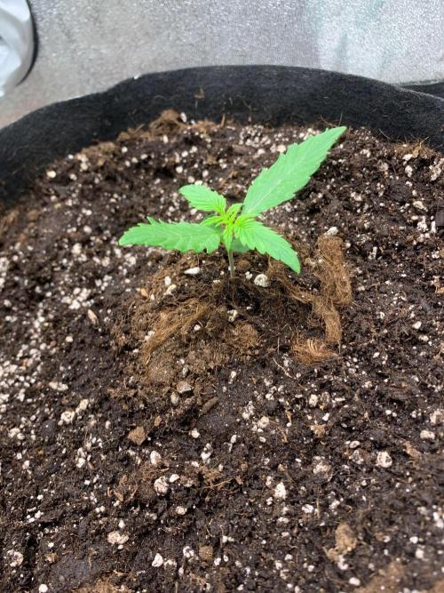 Grow Tent 120x60x150. Week 1