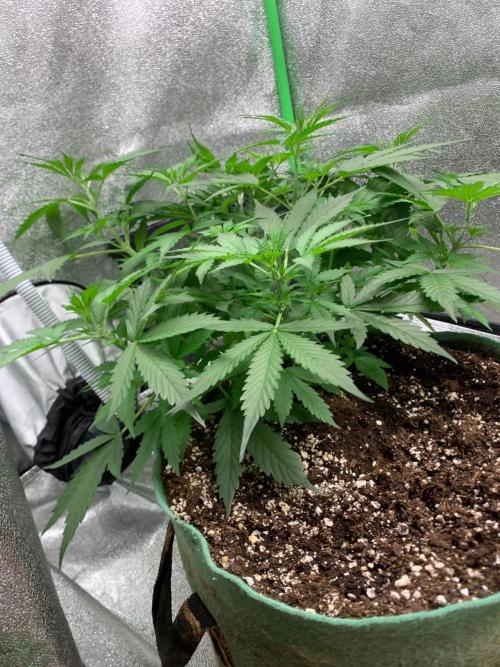 Gorilla Auto. Week 5 - 17/9