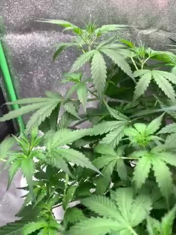 Gorilla Auto