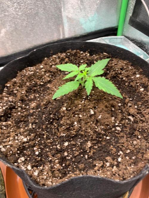 Grow Tent 120x60x150. Week 1