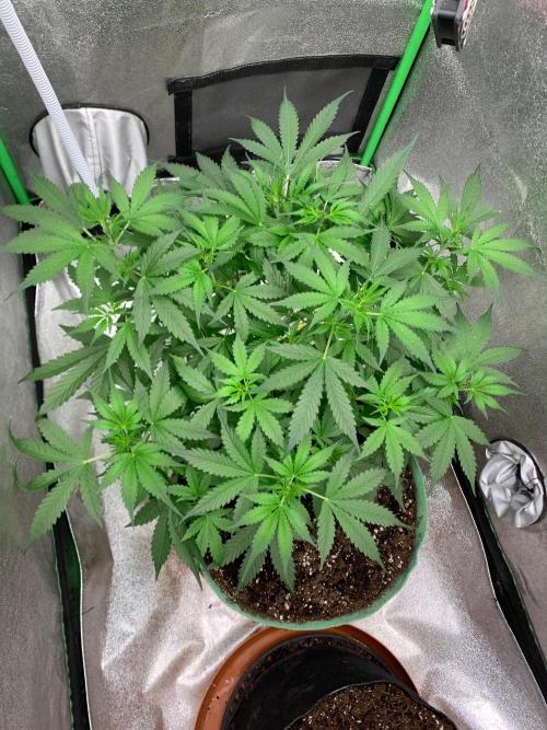 Gorilla Auto. Week 5 - 19/9