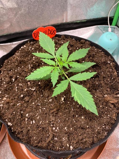Grow Tent 120x60x150. Week 1