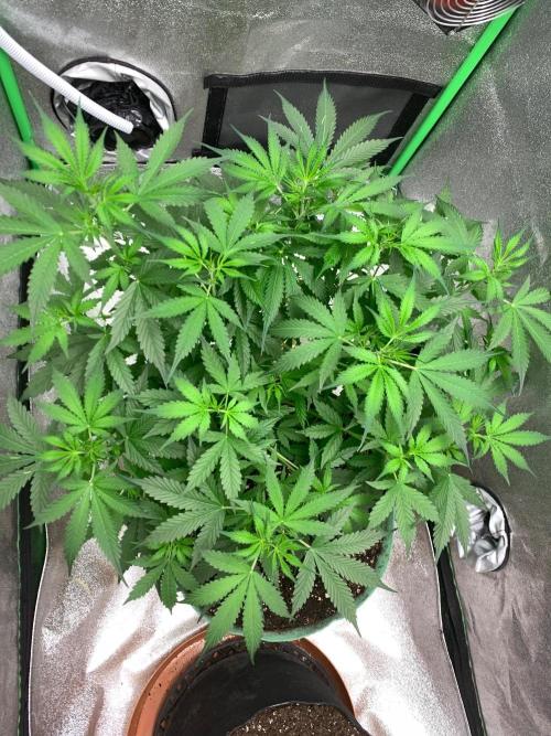 Gorilla Auto. Week 5 - 21/9