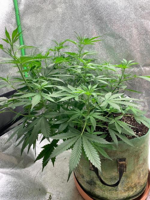Gorilla Auto. Week 6 - 23/9