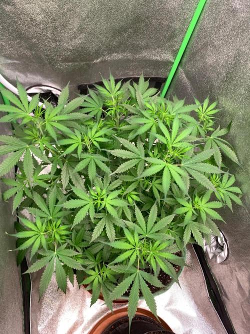 Gorilla Auto. Week 6 - 23/9