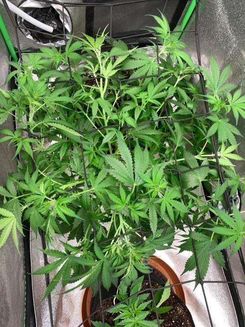 Gorilla Auto. Week 6 - 23/9