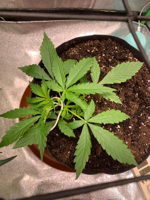 Grow Tent 120x60x150. Week 2