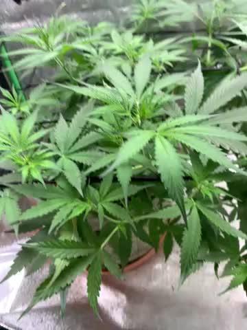 Gorilla Auto