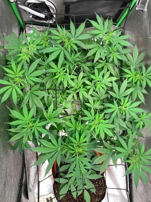 Gorilla Auto. Week 6 - 25/9