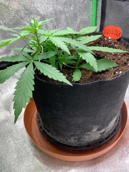 DoS Si DoS auto. Week 2 - 26/9