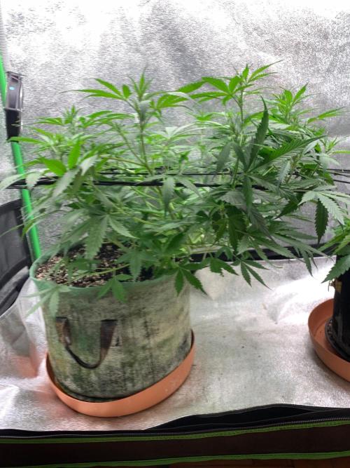 Gorilla Auto. Week 6 - 26/9