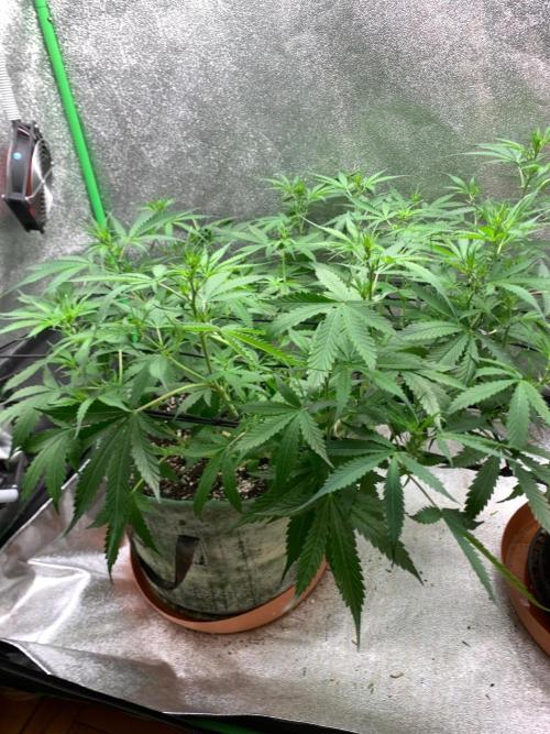 Gorilla Auto. Week 6 - 27/9
