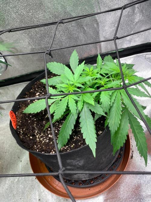 DoS Si DoS auto. Week 2 - 28/9