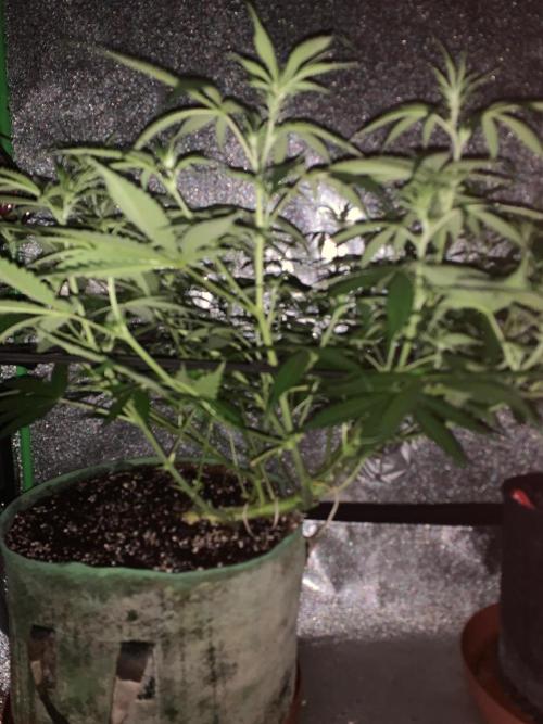 Gorilla Auto. Week 6