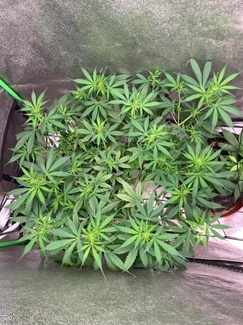 Gorilla Auto. Week 6
