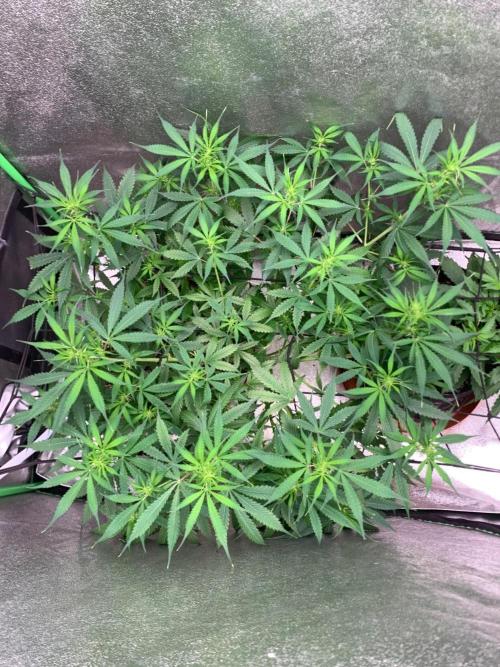 Gorilla Auto. Week 7 - 30.9