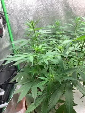 Gorilla Auto